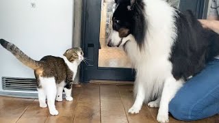 久々に犬のお友達に会ったパパ猫