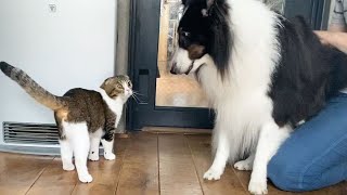 Papa Cat meeting his doggo friend after a long time.