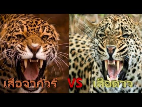 วีดีโอ: เสือชีตาห์แตกต่างจากเสือดาวอย่างไร