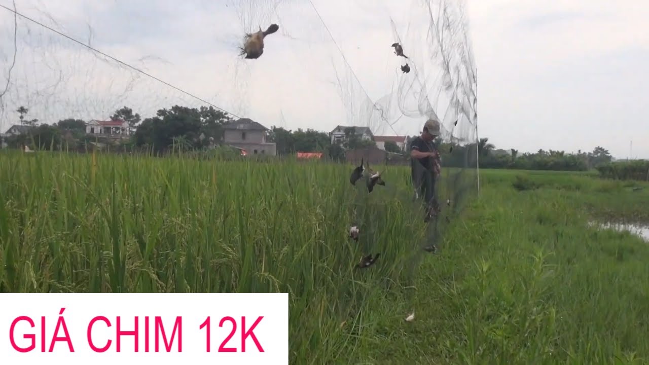 Bẫy chim ri/ gần rằm tháng 7-2022 GIÁ CHIM LÊN ĐỈNH ĐIỂM 12K 1 con ...