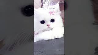 hehe iseng