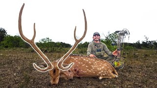 RANCH RECORD! SPOT &amp; STALK Low Fence TEXAS AXIS With The BOW