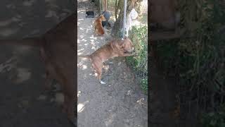 Pitbull attacking