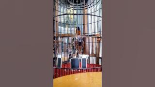 murai batu umak jambi x bak medan