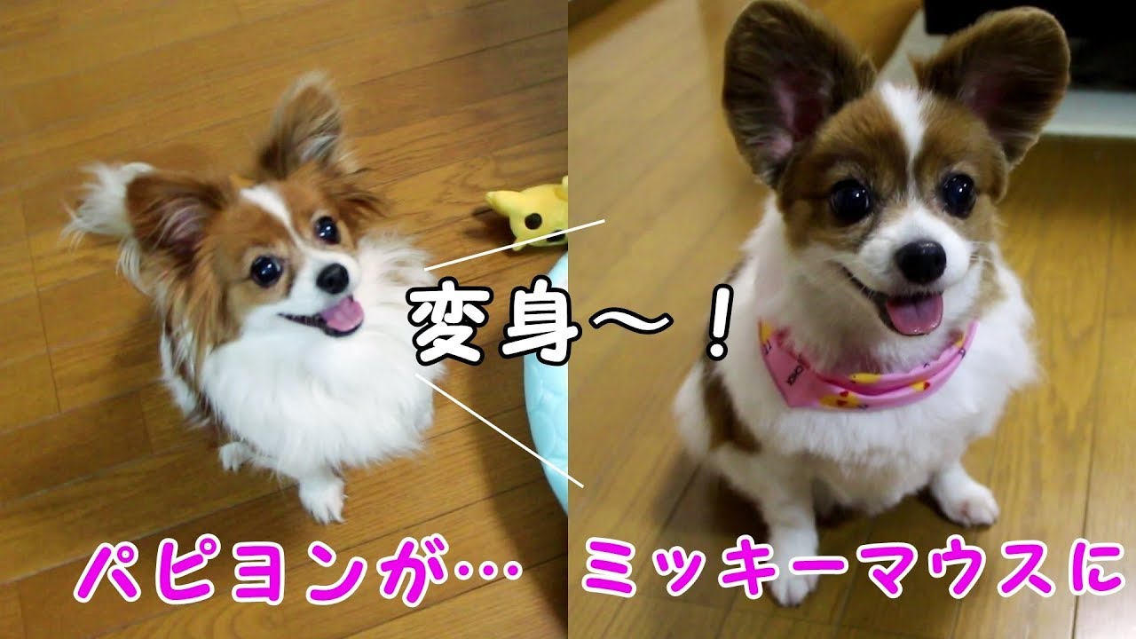 まるで別犬 ミッキーマウスに変身したパピヨン Youtube