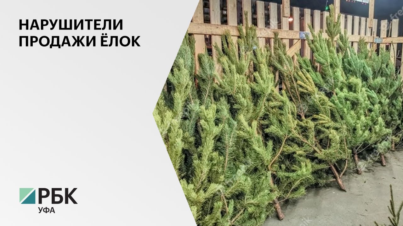 Бизнес проект продажа елок