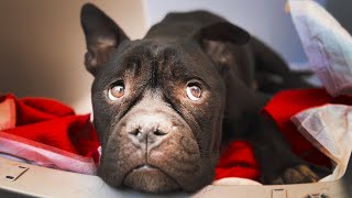 I Rescued Dog With The Saddest Eyes In The World by Viktor Larkhill 7,425 views 5 days ago 9 minutes, 12 seconds
