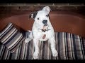 Shelby - American Bulldog Puppy - 2 Weeks Residential Dog Training Shelby - American Bulldog Puppy - 2 Weeks Residential Dog Training