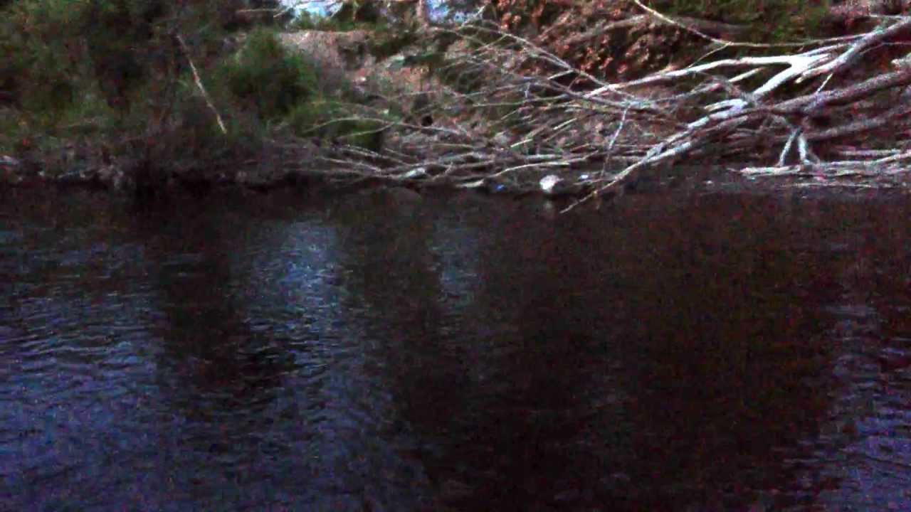 Jared caught a fish! YouTube