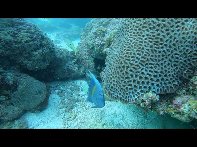 Abulthama Reef Bahrain