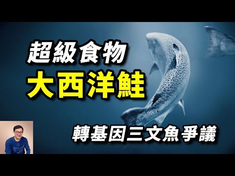 靠轉基因獲得強大特性，卻引發諸多爭議，「人造」大西洋鮭魚會成為超級食物嗎？轉基因三文魚【老肉雜談】