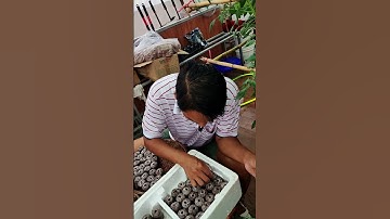 Ươm hạt kiểu khoái Ươm hoài!!#trongrausanthuong #nhatrangsadec #thuytrangsadec