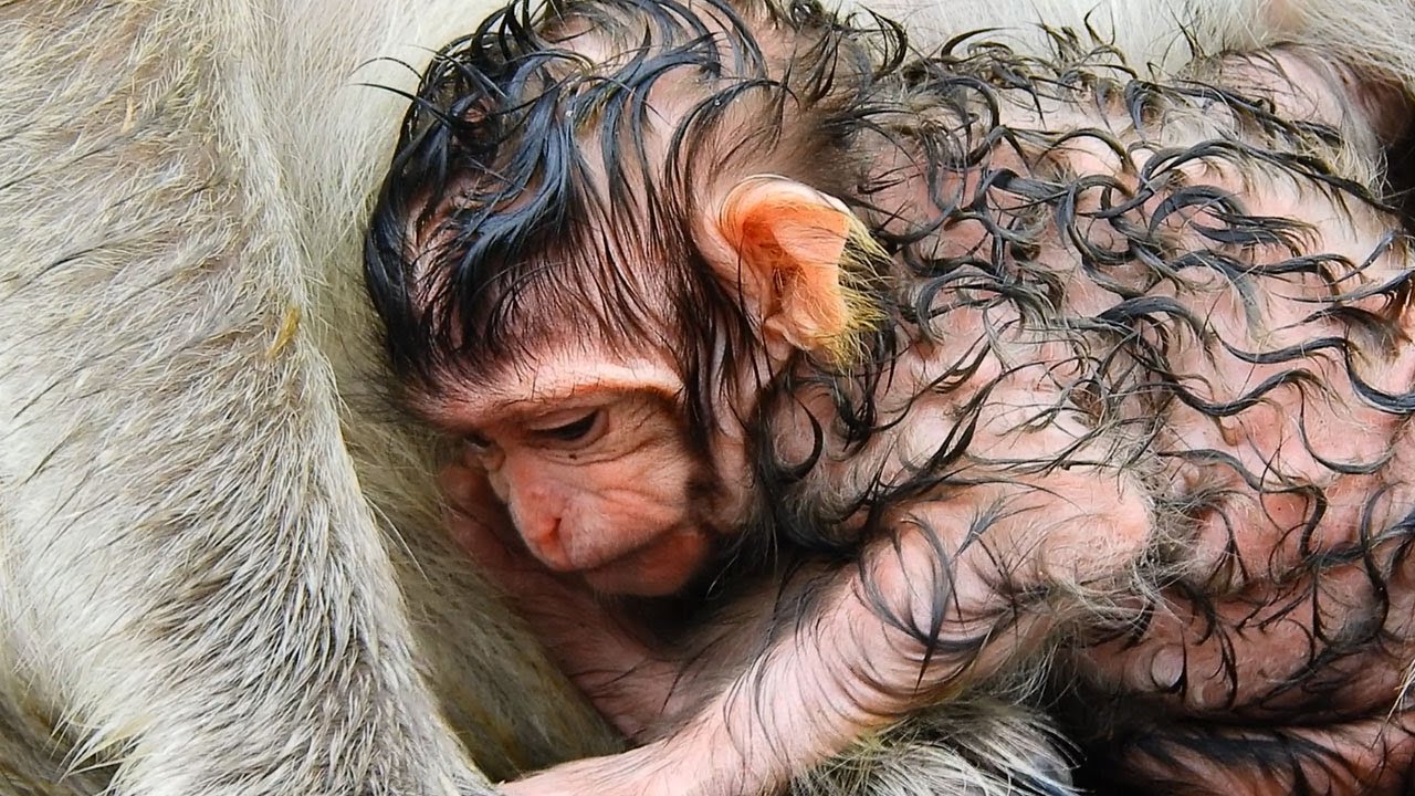 newborn baby toys Oh Hair Style Newborn baby Look Very Nice Hair