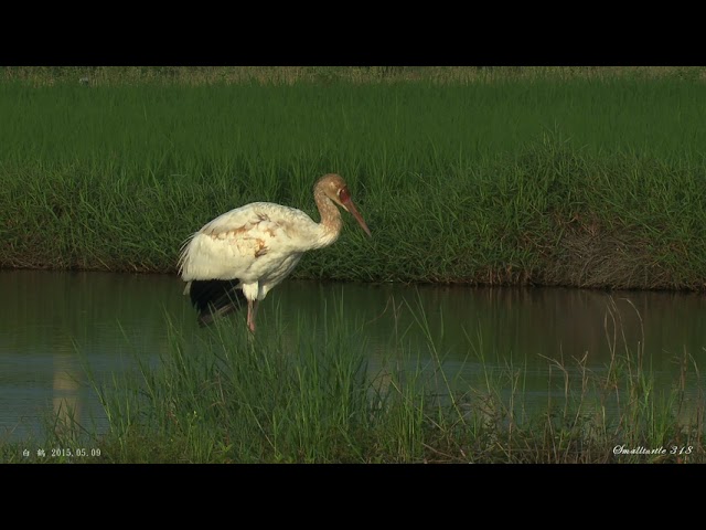 白鶴15 05 09 Youtube