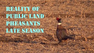Public Land Pheasant Hunting - South Dakota Late Season 2025