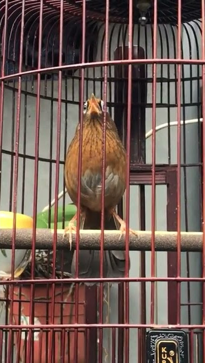 Kicauan burung Wambi / Hwamei pagi hari