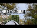 Forest in Dubai | The Farm Al Barari | Forest Tour