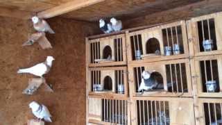 Toghie, Kaftar, Iranian Pigeons