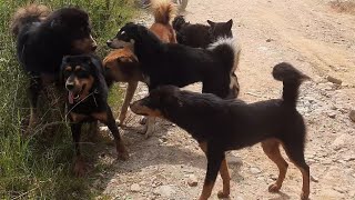 Dogs Fight On The Road  || Dogs fight for female || Beauty Nature