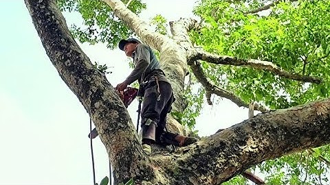 Cưa cây xà cừ tím siêu to  .Ở kiêng lương ,Cưa cây kỷ thuật cao 