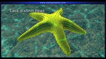 Phylum Echinodermata