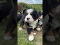 #バーニーズ#犬#dog#子犬#子供#犬のいる生活 暮らし#大型犬の居る暮らし#大型犬#ブリーダー犬 #ペットショップ#ブリーダー犬#千葉県#木更津#君津#バーニーズマウンテンドッグ#バーニーズ子犬