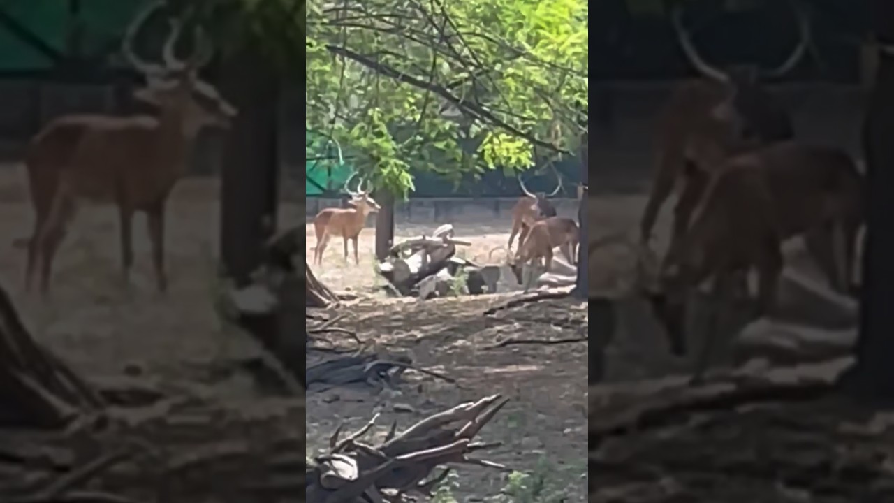 "Rare  Four Horned Antelope CHOUSINGHA Get Together like Never Before!" 🦌🌟 