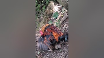 gà rừng mái gọi trống chạy cực nhanh.poj qaib xeev lau dhias ceev