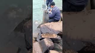 One throw nets hundreds of fish in the river #fishing #satisfying #catch