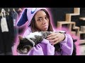 BOZE BECOMES ONE WITH THE CATS!