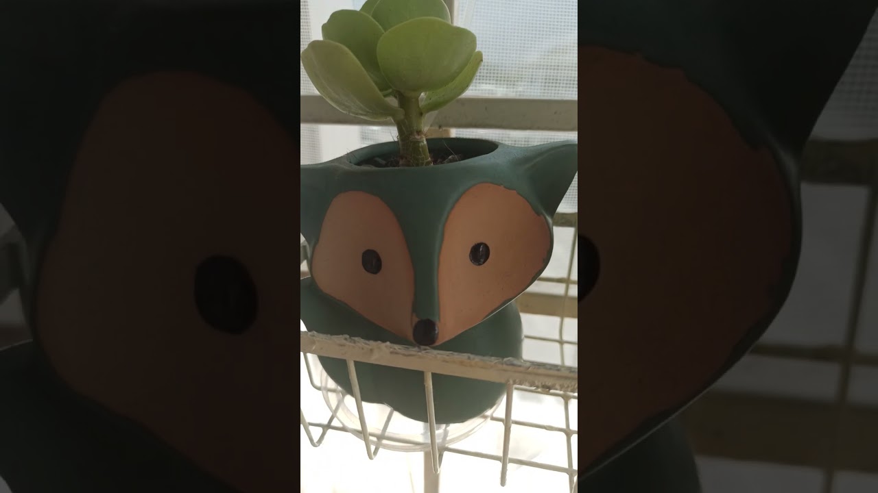 Lithop, succulent, slow growing air plant