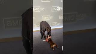 Dennis Quaid’s dog, Peaches, stealing the show at AMC’s Global Upfront #shorts