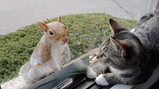 Squirrels' reactions to my new kitten