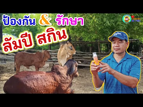 โรคลัมปี สกิน ป้องกันและรักษาอย่างไร ให้รอดปลอดภัย/ OK FINZ / OK FARM