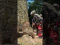 段差なく大木を切る#wood #climbing