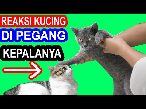 Video: 8 Cara Mengejutkan Untuk Mengatakan “I Love You” Dalam Bahasa Kucing