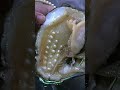 "Pearls form when an Oyster swallows a grain of sand"