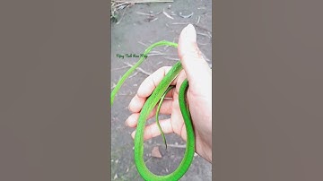 #Shorts Rắn lục kim,rắn roi