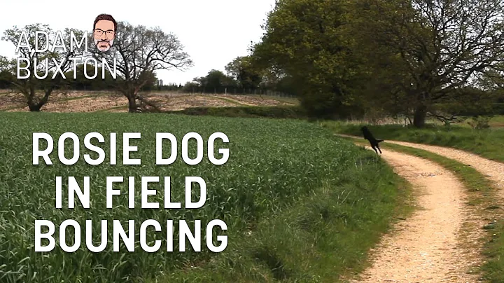 Rosie Dog In Field Bouncing | Adam Buxton