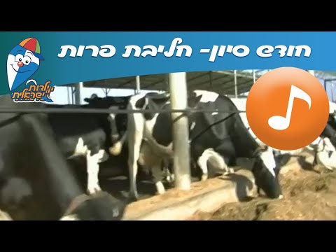 וִידֵאוֹ: האנט פועל עבור פרה גרמנית - מתה או חיה