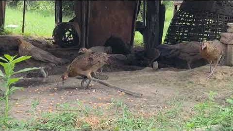 Tso qaib rau peb cov nyiam qaib tau saib 14/7/2025