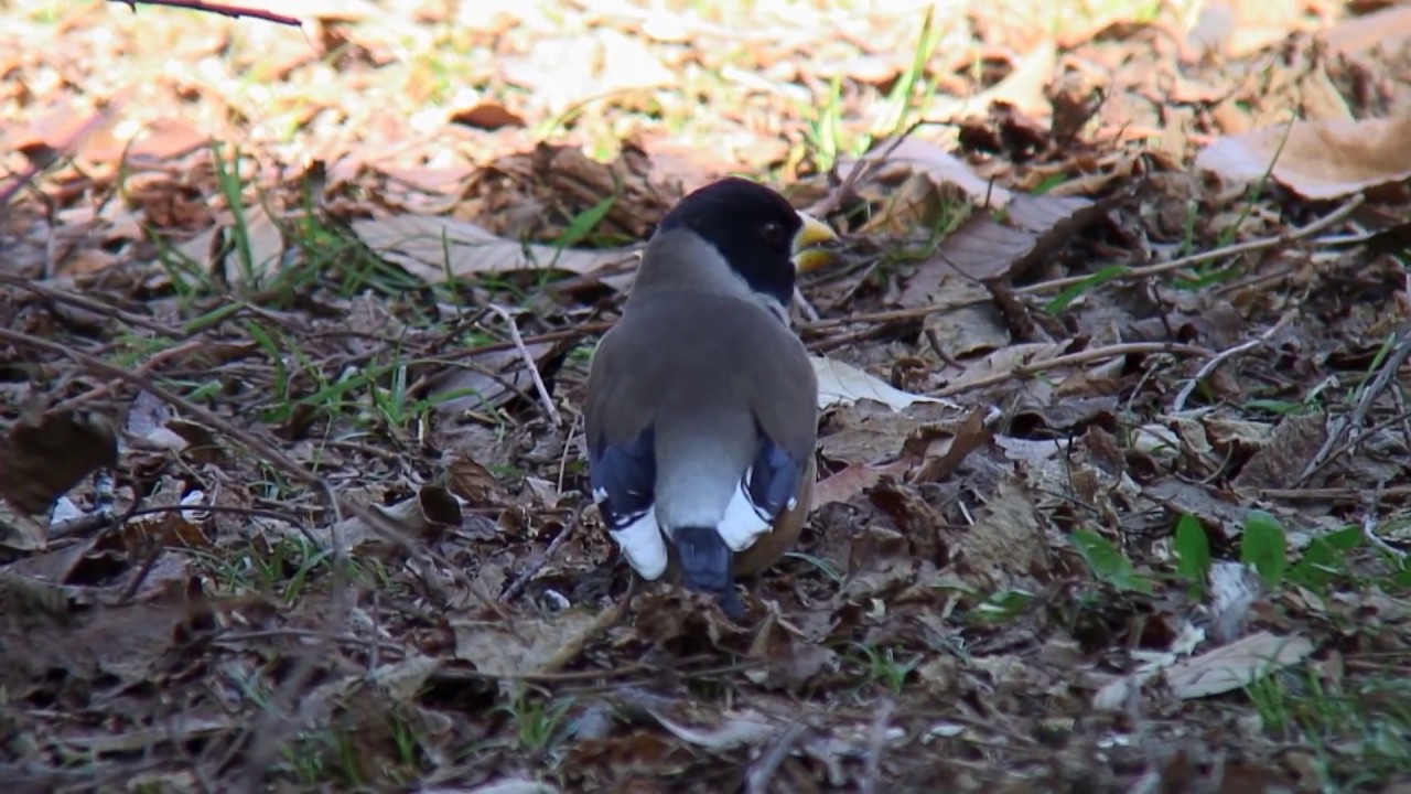コイカル（1）旅鳥または冬鳥（水元公園ほか） - Yellow-billed Grosbeak - Wild Bird - 野鳥 動画図鑑