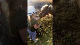 Girl feed horse and horse nibbles on her fingers