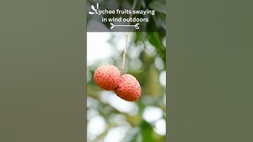 Unlock the Secret to Growing Lychee Trees from Seeds 🌱🍈