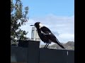 Australian magpie singing