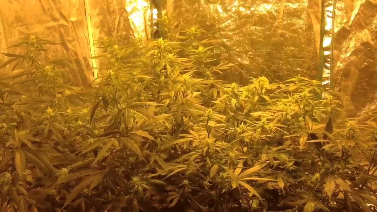 Clones round 2. Update and a few questions addressed