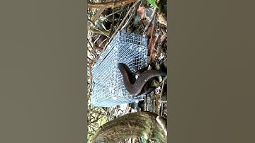 Bẩy rắn mối kiểu nầy ,,,! Sao ko mê. ZALO;0395411173