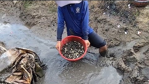 Giải cứu cá rô đồng mắc cạn (T121) cái vũng nước nhỏ mà nhiều không tưởng 