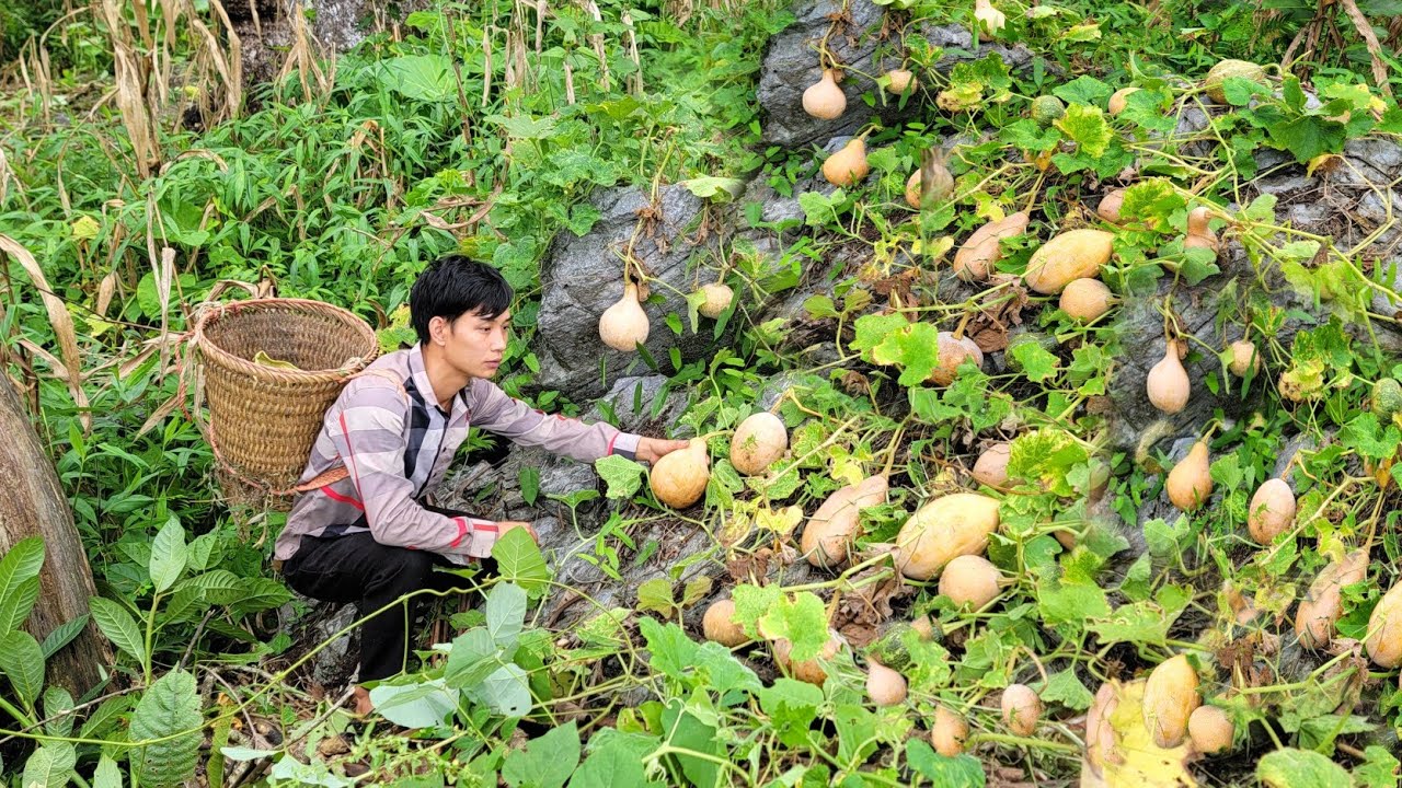Harvesting pumpkins to sell, Cooking alone simply | Triệu Văn Tính