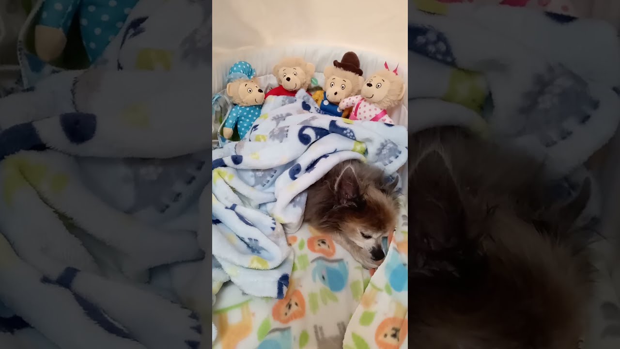 ASMR Chihuahua Cozy With Bears In Bassinet 
